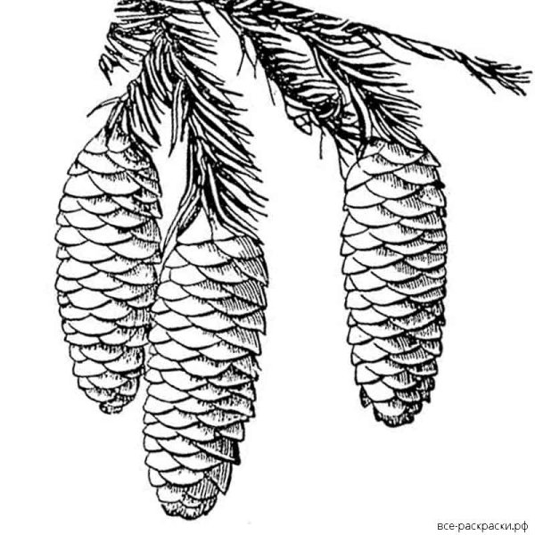 Кедровая шишка схематично