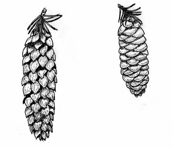 Шишка сосны рисунок карандашом