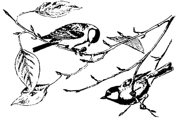 Синичка раскраска