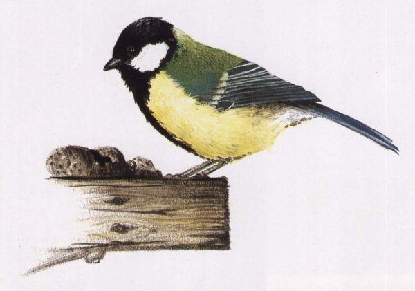 Синица черно белая