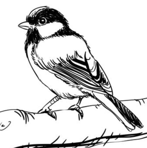 Выжигание по дереву птицы