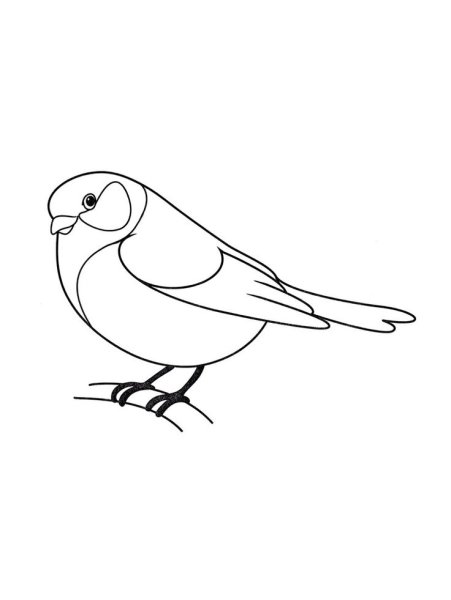 Синица раскраска для детей