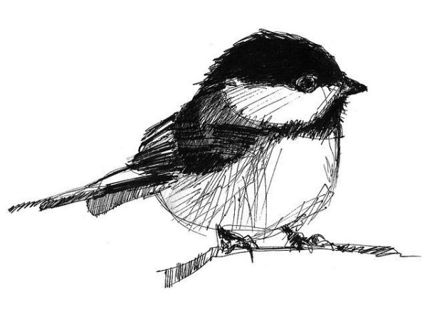Синица набросок