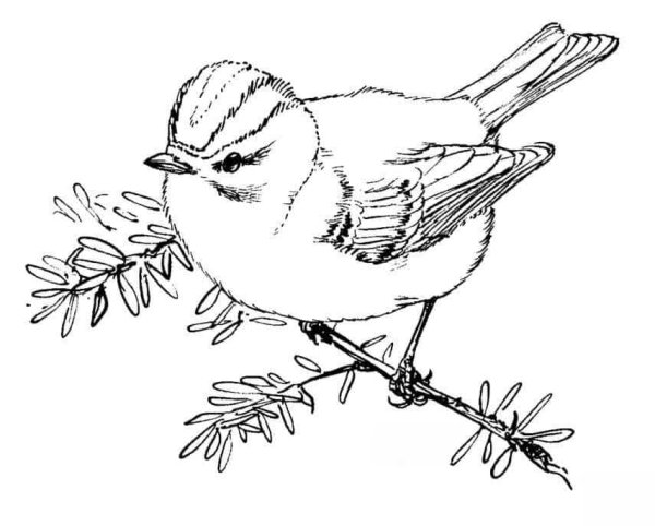 Желтоголовый королёк раскраска