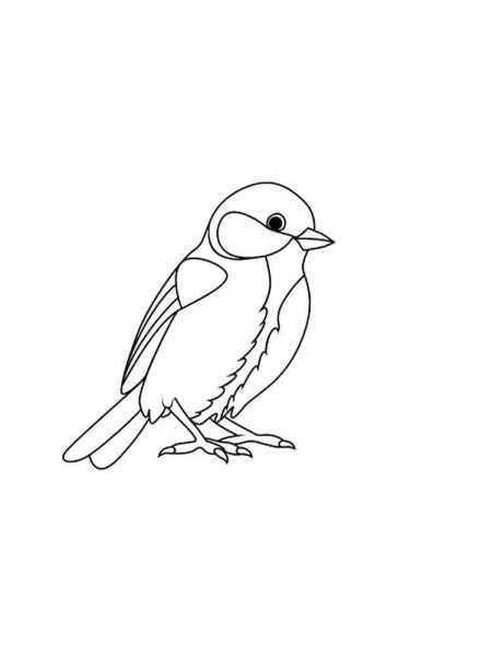 Синица раскраска для малышей