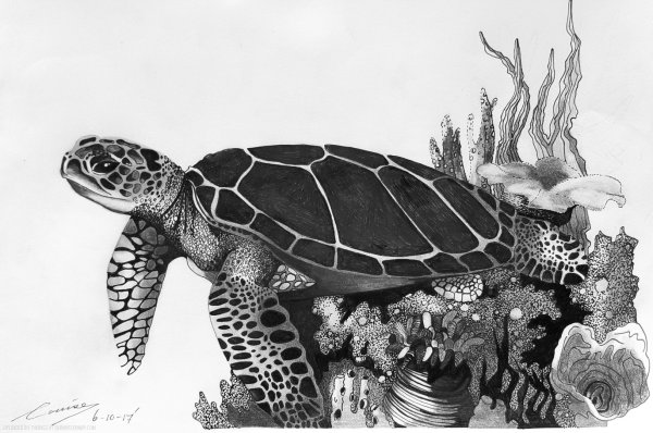 Черепаха черно белая