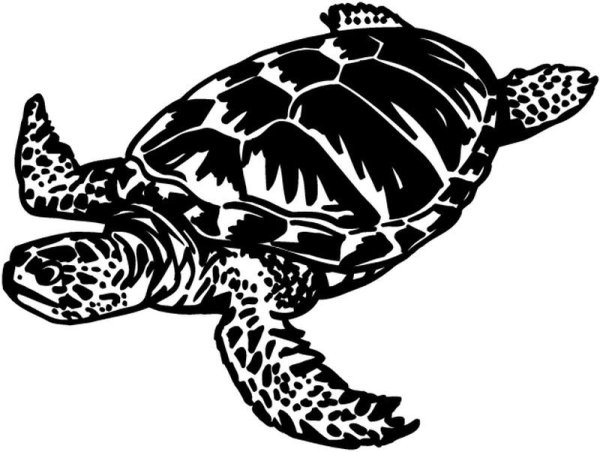 Раскраска черепаха