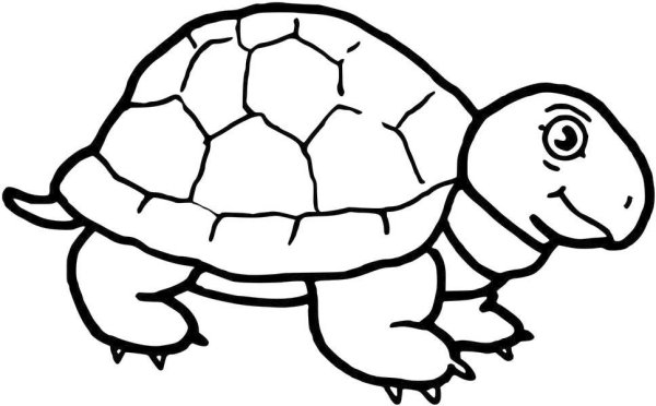 Слоновая черепаха раскраска