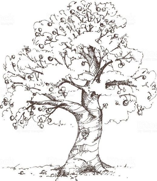 Дерево яблоня раскраска