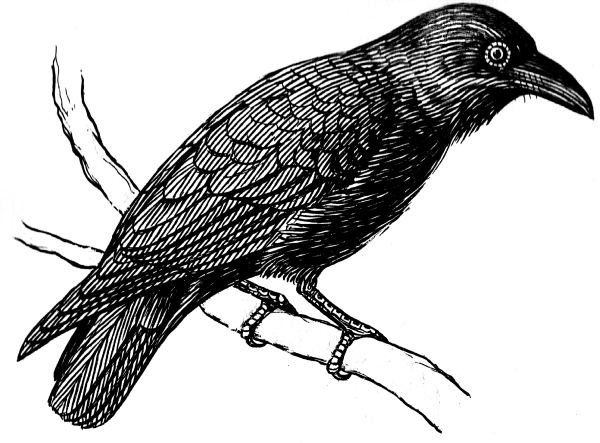 Ворона раскраска для детей
