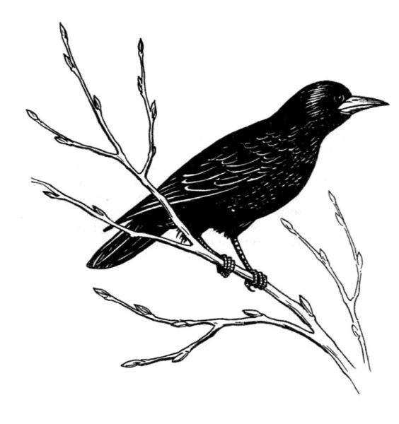 Грач раскраска для детей