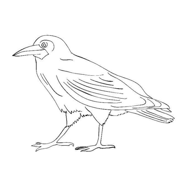 Раскраски птицы Грач для дошкольников