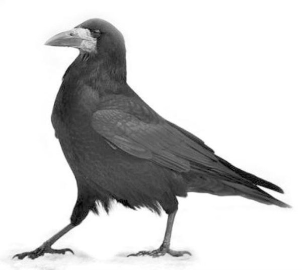 Грач на белом фоне