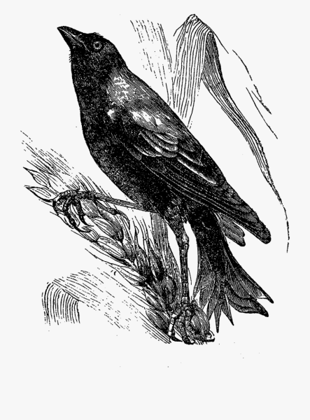 Черно белая ворона