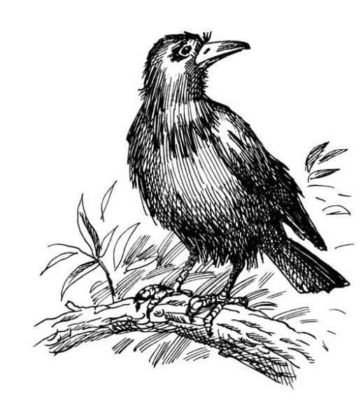 Ворона раскраска для детей