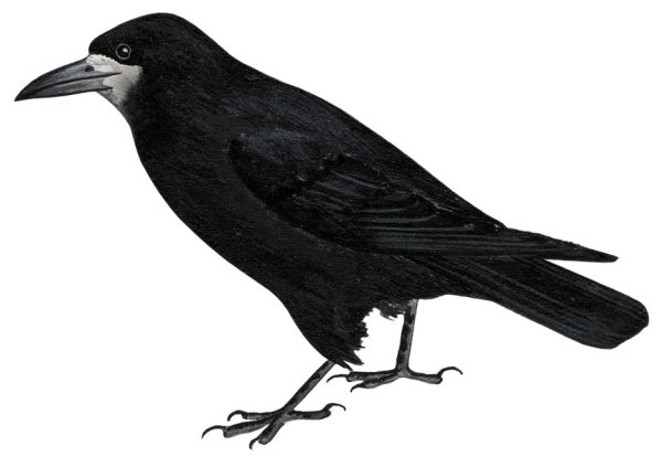 Грач Перелетная птица