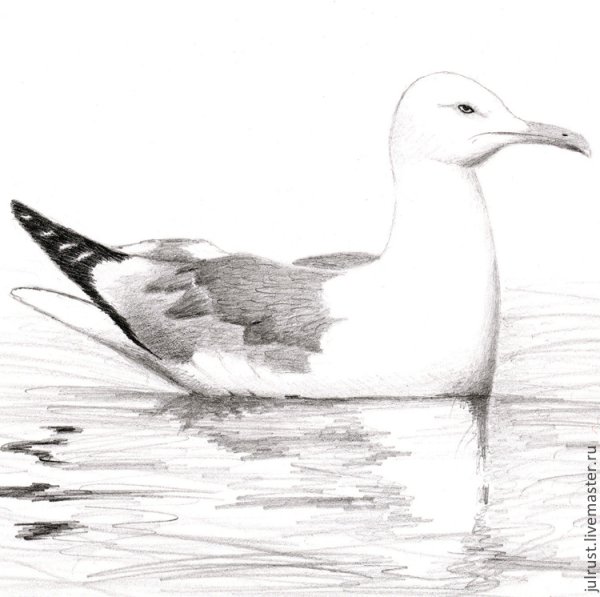 Чайки нарисованные