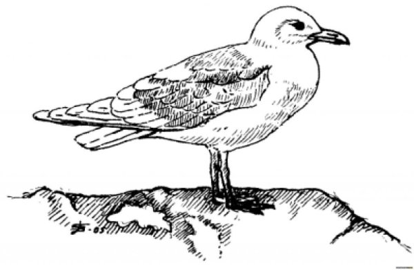 Чайка рисунок