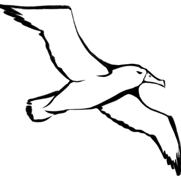 Шаблоны чаек для печати