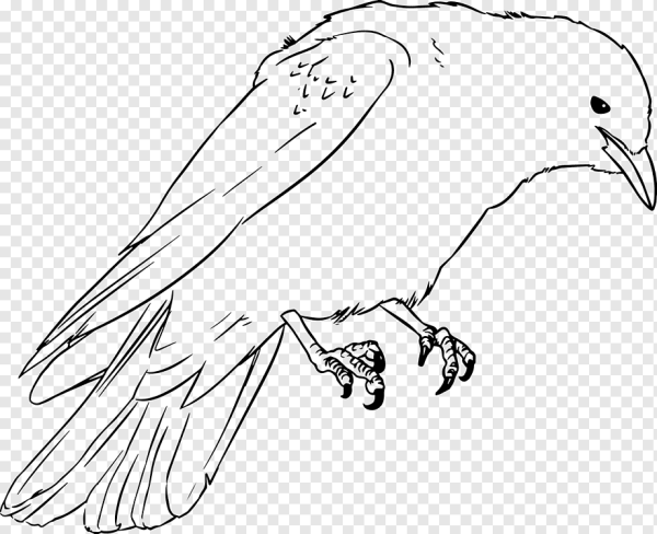 Ворона раскраска