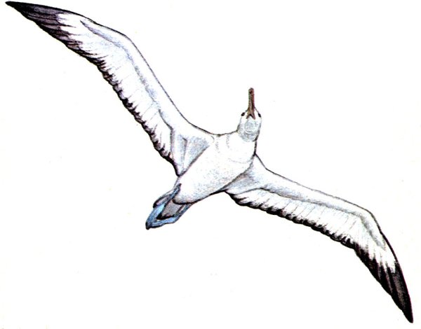 Альбатрос силуэт