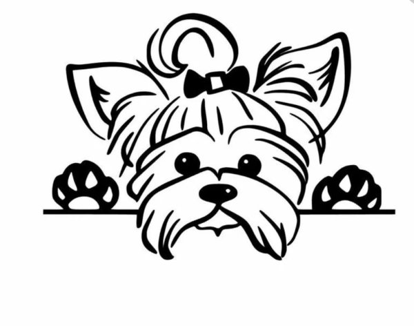 Раскраска собака Бивер Йорк