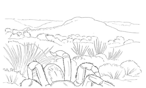 Степь раскраска для детей