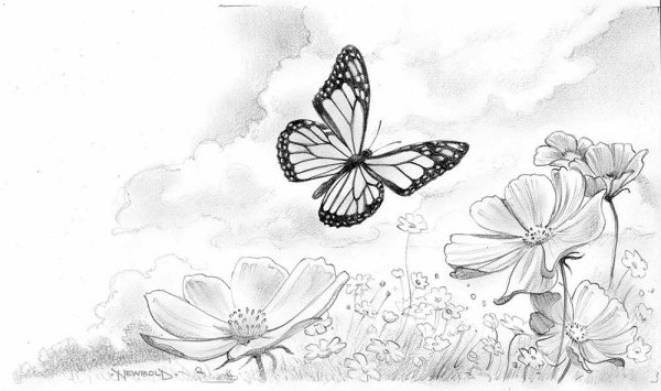 Бабочка рисунок карандашом