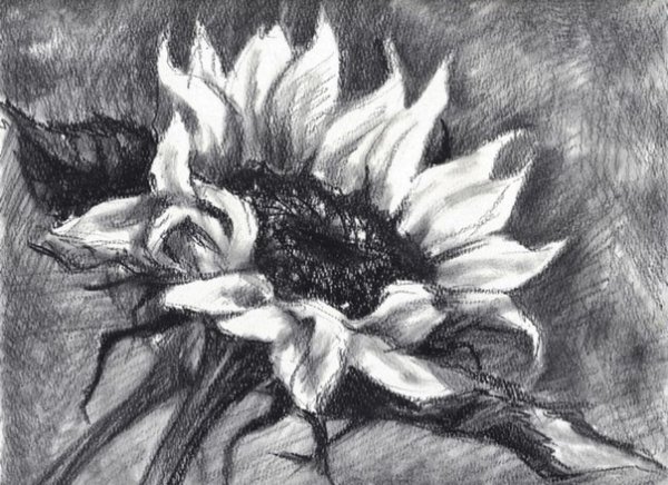 Техника рисования углем