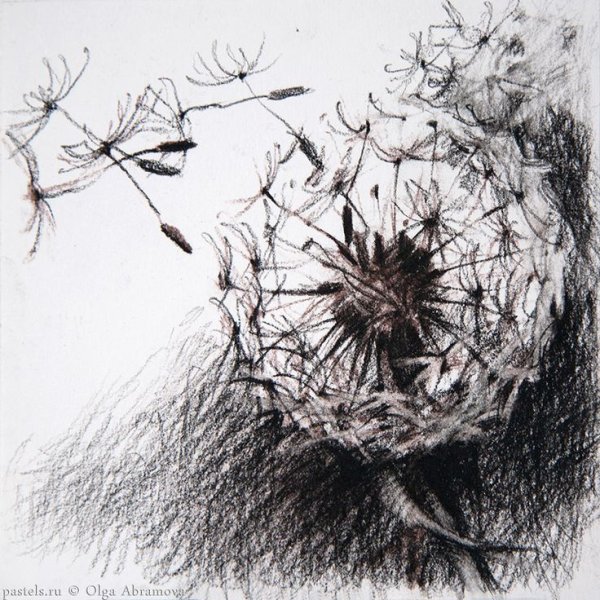 Бальмонт седой одуванчик