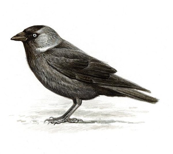 Галка птица