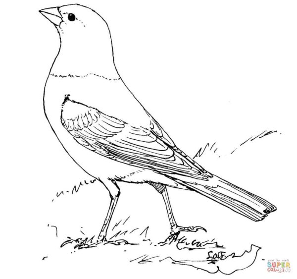 Иволга раскраска для детей