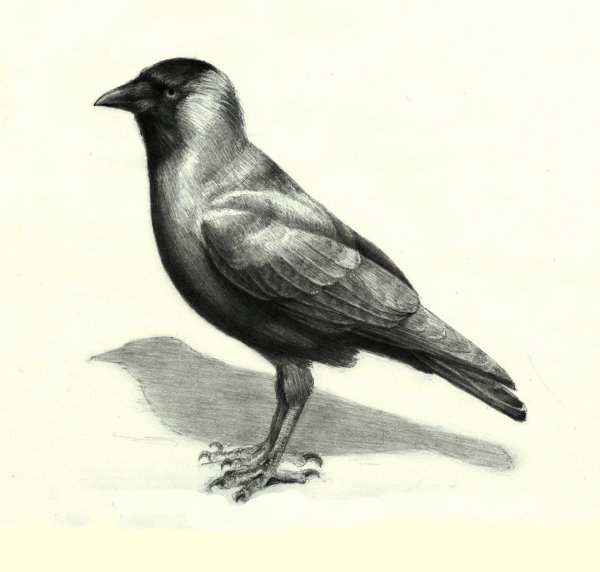Нарисовать Грача