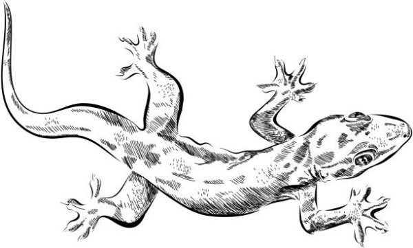 Графический рисунок ящерицы