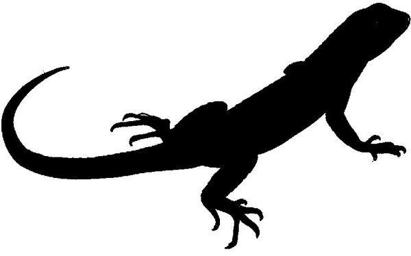 Ящерица тень