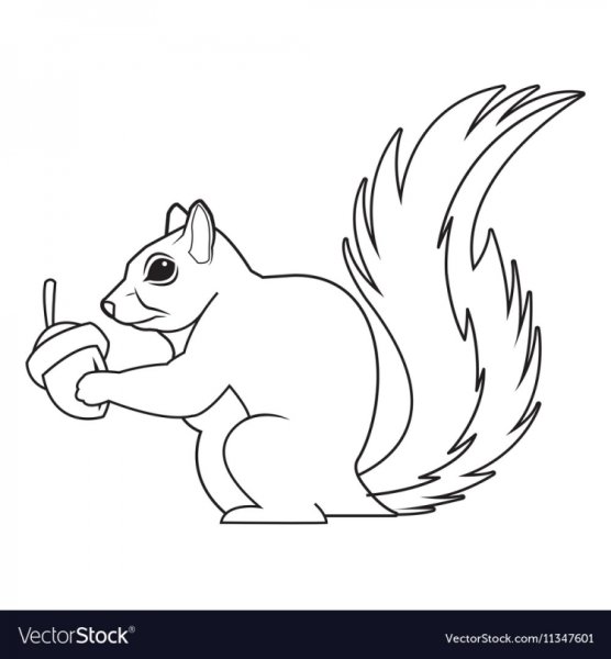 Белка черно белая