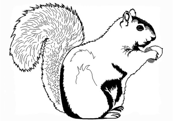 Белка раскраска