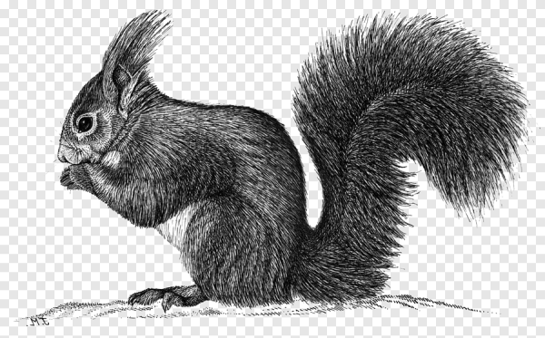 Sciurus vulgaris рисунок