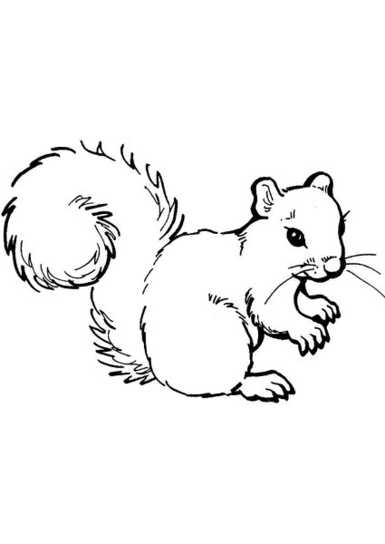 Белочка рисунок раскраска