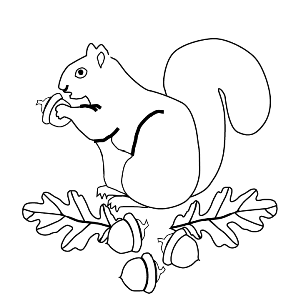 Белка раскраска