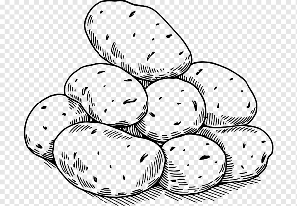 Картошка раскраска для детей