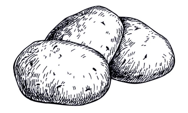 Картошка раскраска для детей