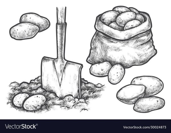 Картошка раскраска для детей