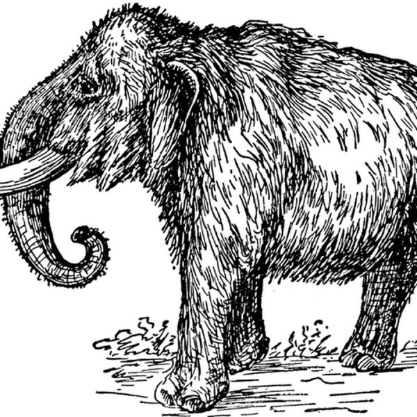 Древние мамонты раскраска