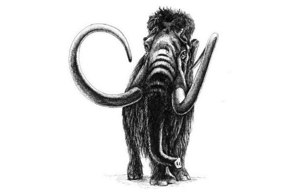 Мамонт Графика