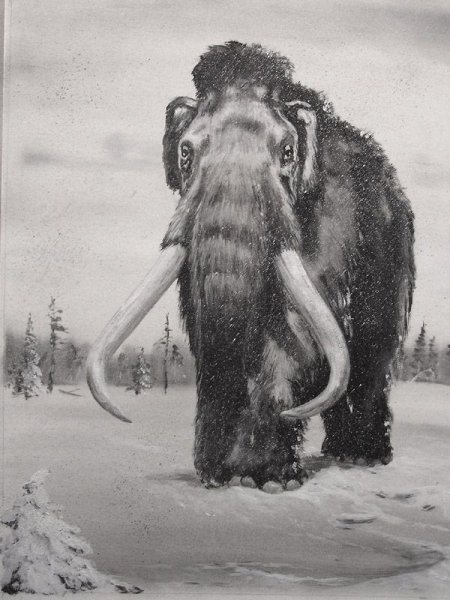 Шерстистый мамонт картины