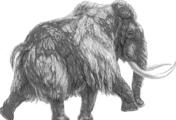 Сибирский шерстистый мамонт