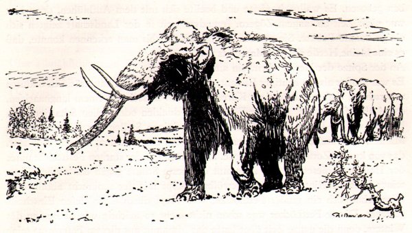 Зденек Буриан шерстистый носорог