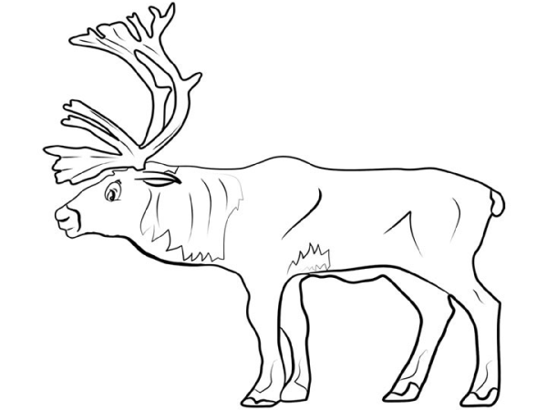 Северный олень раскраска для детей