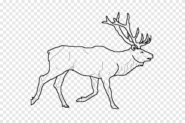 Северный олень контур